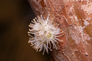 Jabuticabeira Flower Plinia cauliflora tree trunk