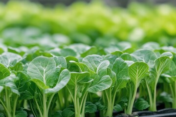 Obraz premium Fresh green seedlings thrive in rich soil in a bright garden during springtime