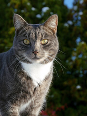 Cat sitting in the sunny and cold winter weather. Winter landscape. Grey tabby cat portrait. Looking at the camera. Close-up. Playful.