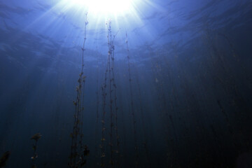 Underwater landscape of Lake Ohrid in Macedonia