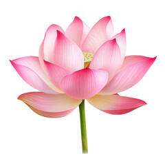 Fototapeta premium Beautiful pink lotus flower blooming in serene isolation