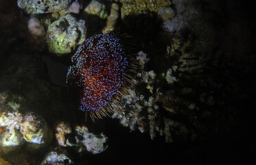 Red Sea fire urchin in Red Sea near Marsa Alam by night, Egypt