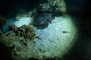 Hawksbill sea turtle in Red Sea near Marsa Alam by night, Egypt