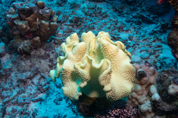 Toadstool leather coral in Red Sea near Marsa Alam, Egypt