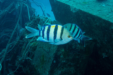 Indo-Pacific sergeant in Red Sea near Marsa Alam, Egypt