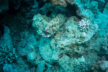 Camouflage grouper in Red Sea near Marsa Alam, Egypt