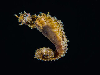 Seahorse in black water