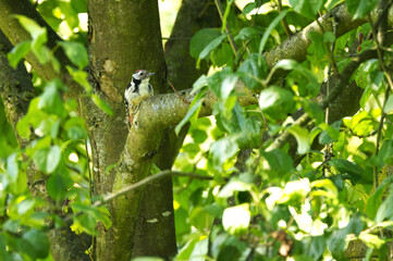 coloured woodpecker on a thick branch between green leaves, woodpecker hiding between green leaves and branches, the sun shines on green leaves on a summer day