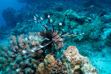 Naklejka na ściany i meble Red lionfish in Red Sea near Marsa Alam, Egypt