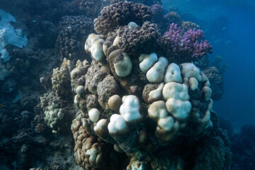 Reefs bleaching and dying, sea warming in Red Sea near Marsa Alam, Egypt