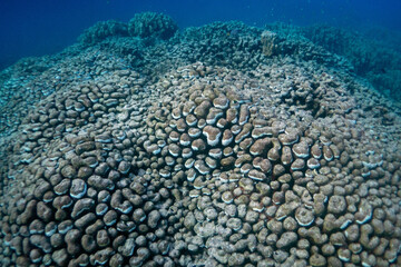 Reefs bleaching and dying, sea warming in Red Sea near Marsa Alam, Egypt