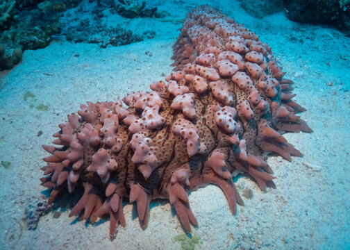 Pineapple sea cucumber in Red Sea near Marsa Alam, Egypt