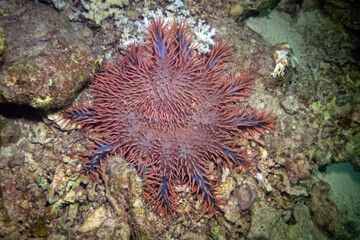 Crown-of-thorns starfish in Red Sea near Marsa Alam, Egypt
