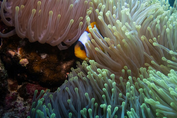 Red Sea clownfish in Red Sea near Marsa Alam, Egypt