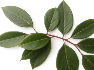 Obraz premium laurel branch with smooth, glossy dark green leaves, slightly curved, resting on a clean white background. 