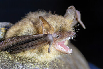 Eine zur Bestimmung mit Netz gefangene Grosse Bartfledermaus in der Seitenansicht in einer...