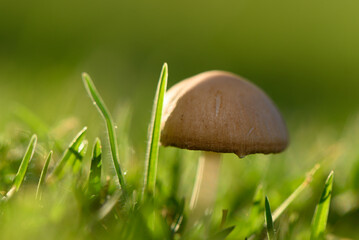 Delicate mushroom sprouting among lush green grass in warm sunlight