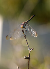 Dragonfly perched delicately on a twig under soft sunlight in a natural setting