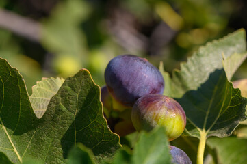 Lush figs nestled among vibrant green leaves in a sunlit garden showcasing nature\'s bounty