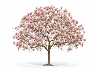 Naklejka premium Pink Magnolia Tree in Full Bloom with Vibrant Flowers and Foliage