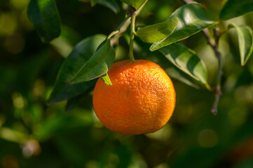 Vibrant orange hangs from a lush tree under the warm sun in a serene orchard