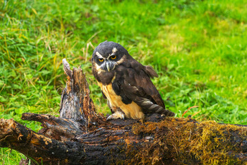 Spectacled Owl on a Log 003