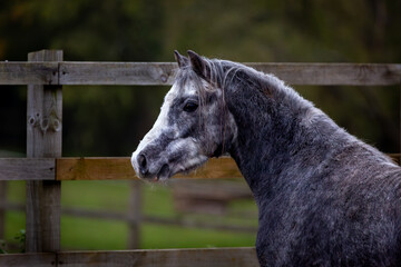 Close up head portrait of a pony, Image shows a close up image of a grey Section A Welsh cob gelding