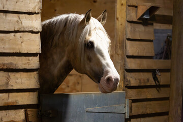 Section D Welsh cob palomino pony in the stable, Image shows a stallion horse with his head peering...