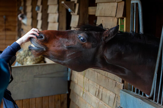 Connemara getting a nose rub from it's owner, Image shows a bay Connemara gelding in his stable with his head out getting some attention