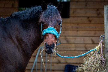 Connemara wearing a blue head collar eating haylage out of a hay net, Image shows the bay gelding outside a stable on a small farm in Surrey © J.Woolley