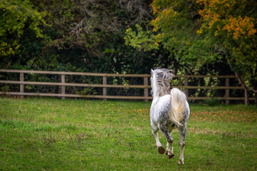 Section A Welsh cob stallion