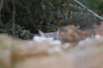tabby and white cat outdoors with green plants garden in street cars
