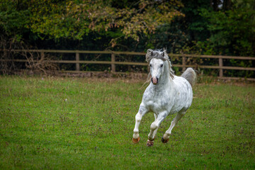 Obraz premium Section A Welsh cob stallion