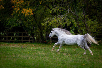 Section A Welsh cob stallion