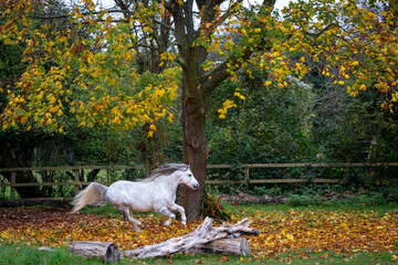 Section A Welsh cob stallion running through the leaves, Image shows a white grey dapple stallion...