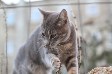tabby and white cat outdoors with green plants garden in street cars
