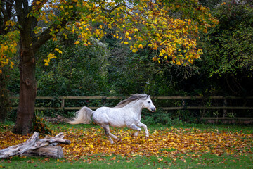 Section A Welsh cob stallion running through the leaves, Image shows a white grey dapple stallion...