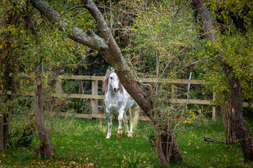 Fototapeta premium Section A Welsh cob stallion in his large paddock, Image shows the white grey dapple stallion in the wooded meadow looking through the trees