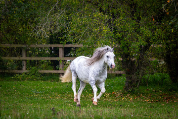 Section A Welsh cob stallion in his large paddock, Image shows the white grey dapple stallion...