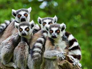 Lemuren Familie