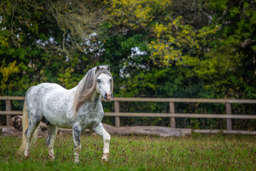 Section A Welsh cob stallion in his large paddock, Image shows the white grey dapple stallion in...