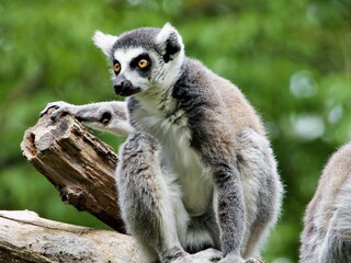Nahaufnahme Lemur
