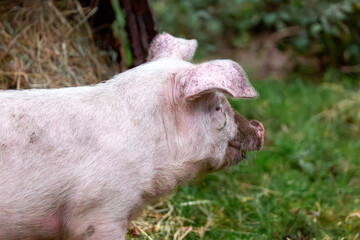Lone 13 week old piglet in her enclosure, Image shows a single Large white crossbred piglet