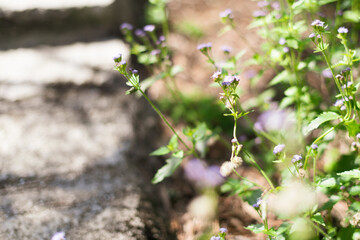 spring in the forest
