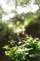 leaves in the forest