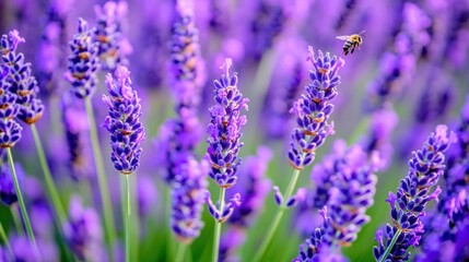 Naklejka premium A Bee Flies Over Purple Lavender Flowers