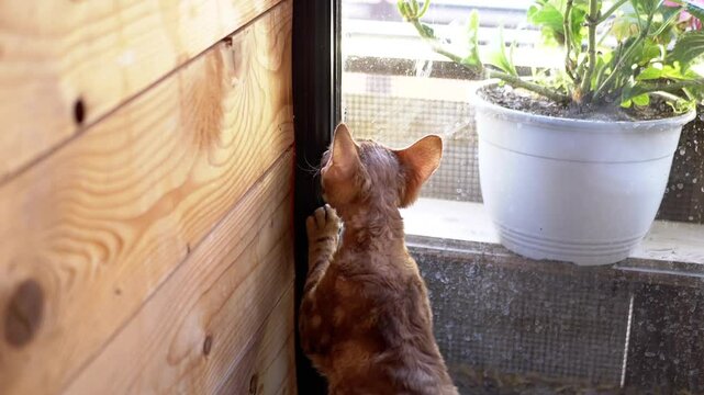 A Devon Rex cat gazes out the window, perhaps daydreaming about the outside world. The warm light emphasizes its curly fur and gentle expression.