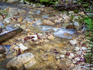 Crystal Clear Stream Flowing Through a Forest in Chartreuse