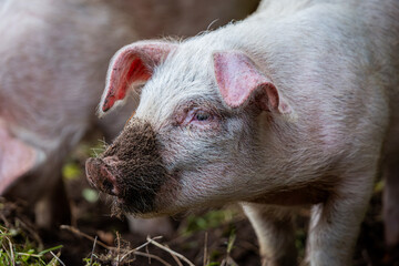 Lone 13 week old piglet in her enclosure, Image shows a single Large white crossbred piglet 