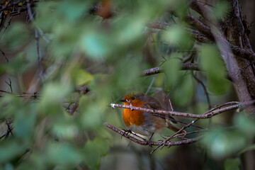 Robin red breast or Erithacus rubecula perched on a small branch in a tree on a cold winters morning